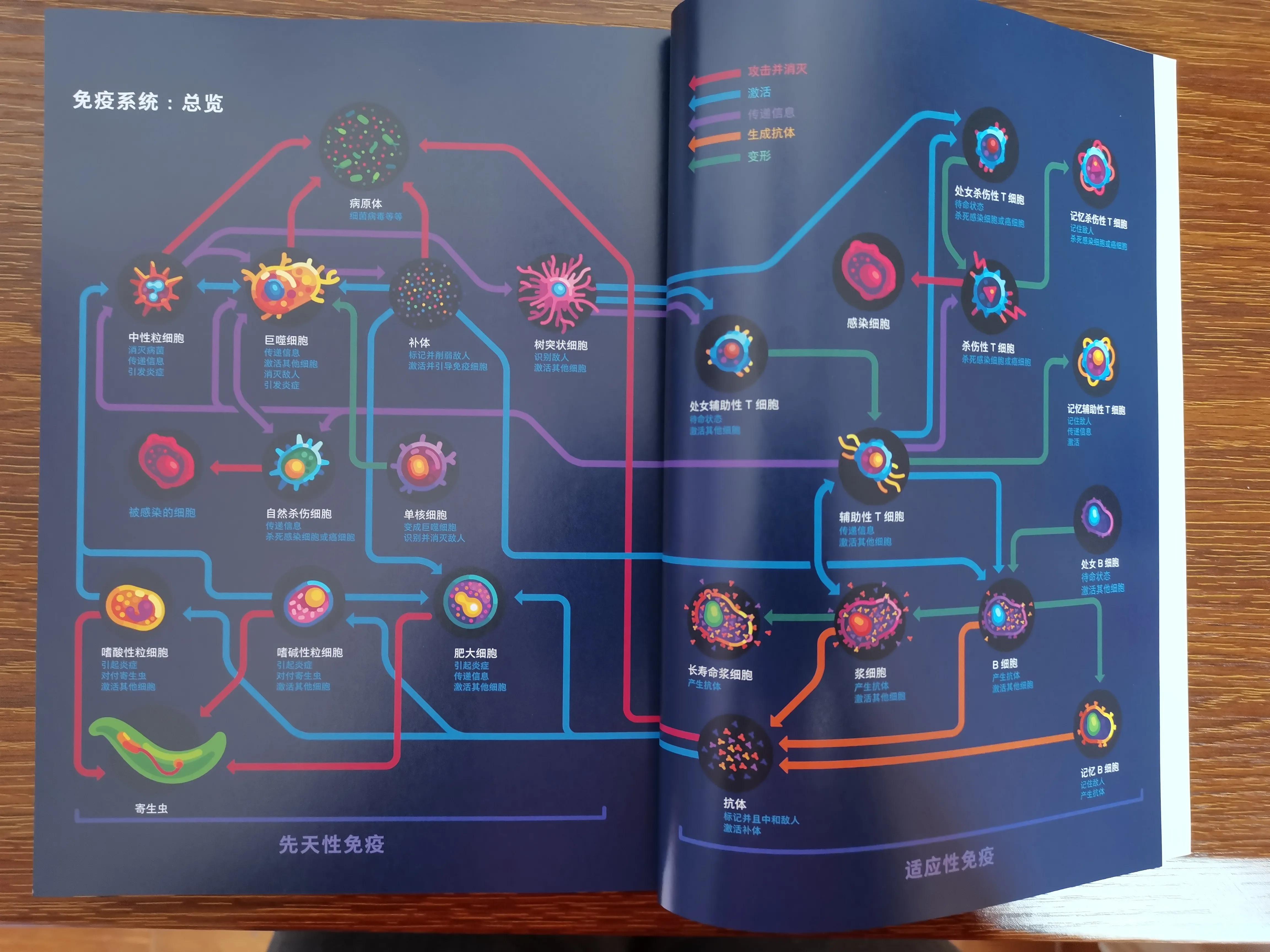 细胞内部之旅完整视频,细胞内部之旅