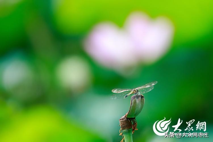 滕州滨湖荷花,滕州红荷湿地荷花开了吗
