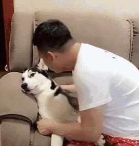 养哈士奇的体验,无聊养了一只哈士奇