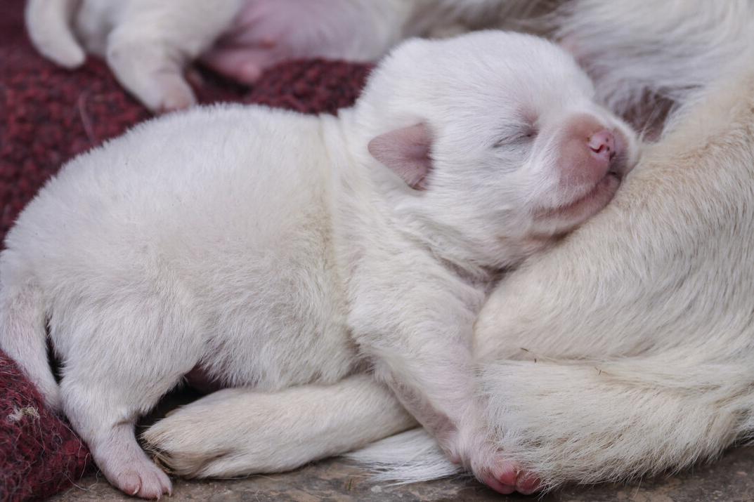 中途打断交配的狗狗,会带来什么影响?