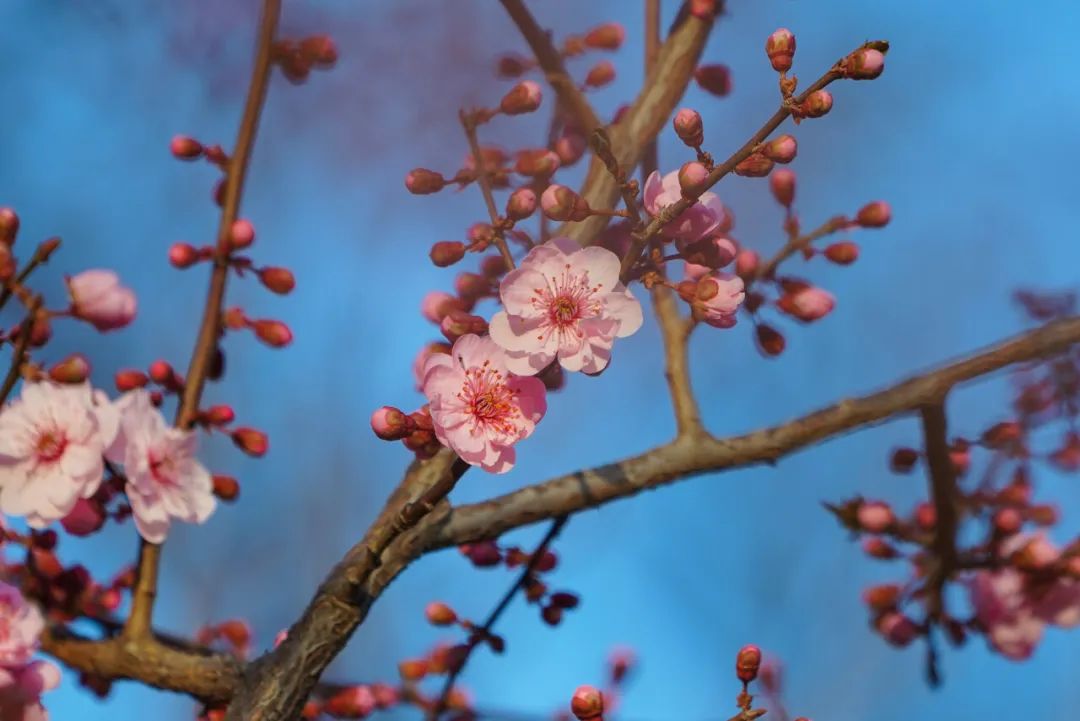 济南这个周末适合哪里赏花,济南春天赏花好去处