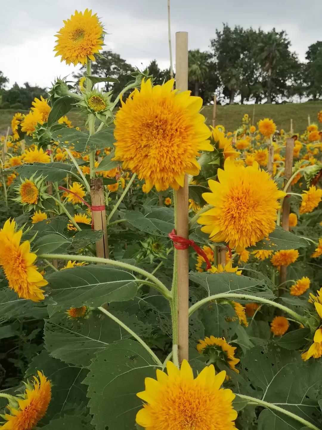 寻花记,寻花值春宵打一生肖