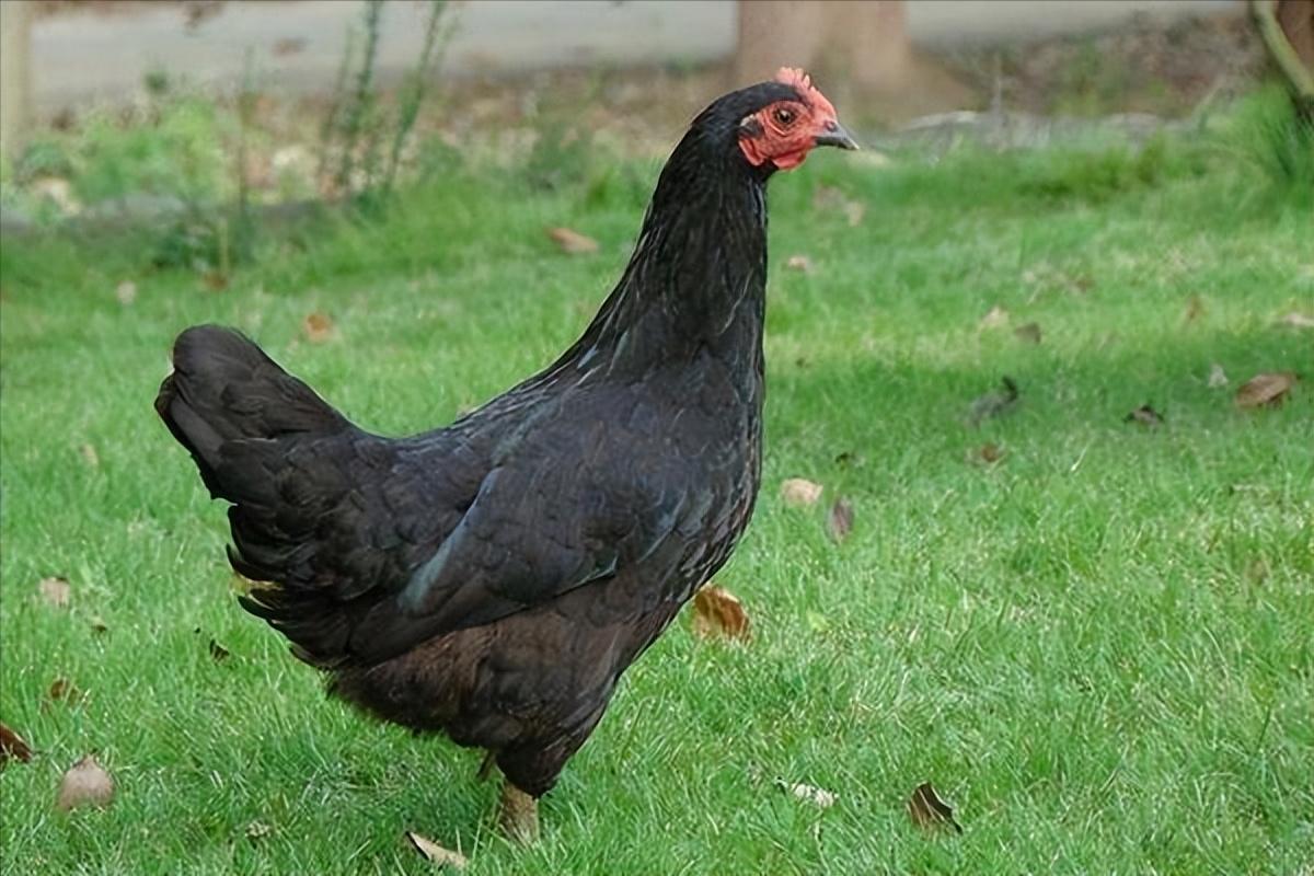 绿壳蛋鸡的养殖全过程,绿壳蛋鸡的正确养殖方法