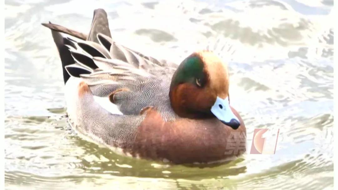 全国罕见！深圳湾公园引起轰动，只为一只鸭