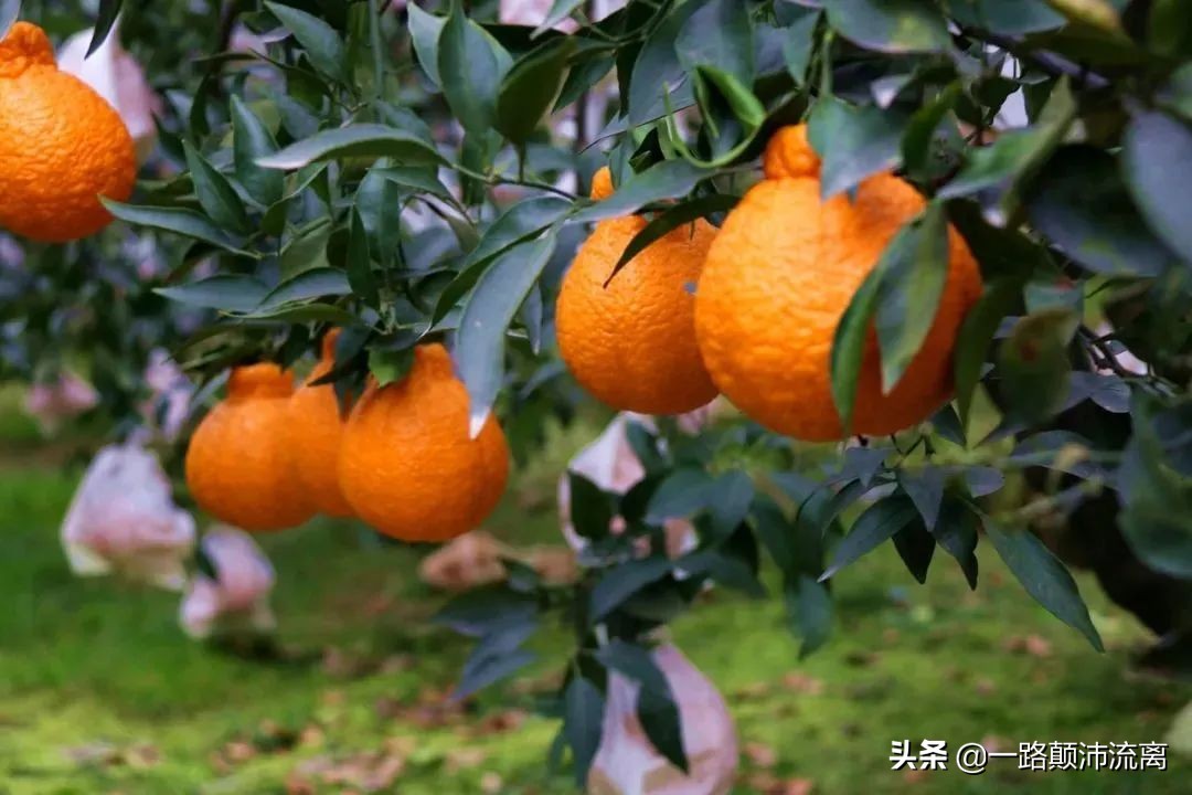 最火的橘子是什么橘子,柑橘排名第一的橘子