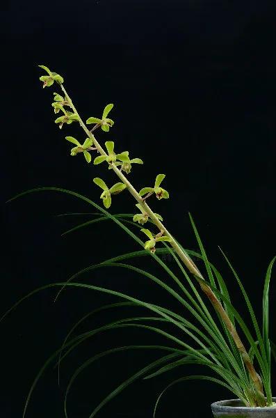 蕙兰老八种图片,蕙兰新八种图片高清