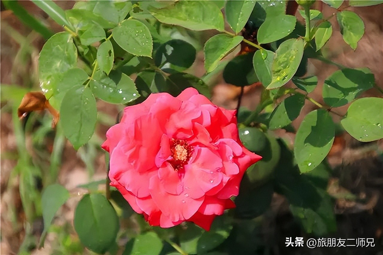 佛山广州两天两夜游玩攻略,佛山去南海湾森林公园