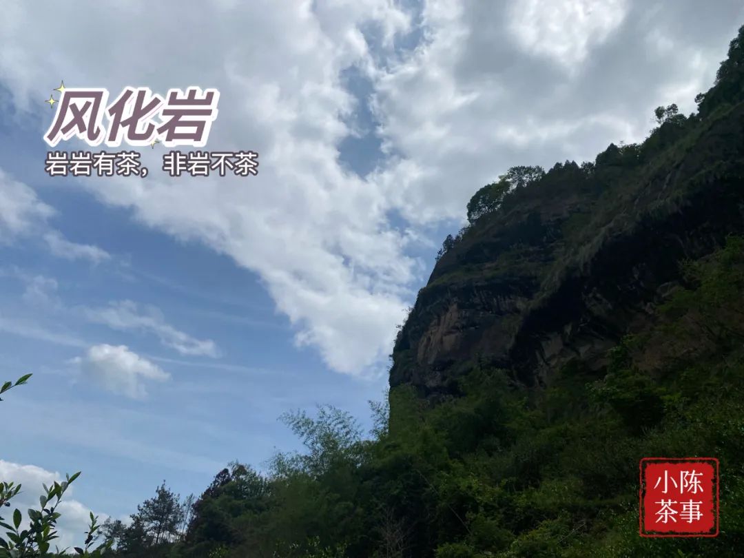 水仙肉桂大红袍金骏眉正山小种,大红袍正山小种金骏眉水仙肉桂