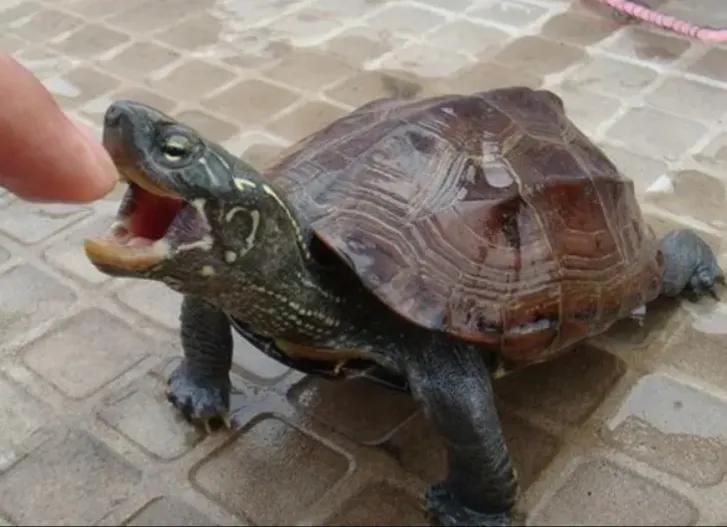 适合新手养互动性强的龟,什么品种的龟容易饲养和互动