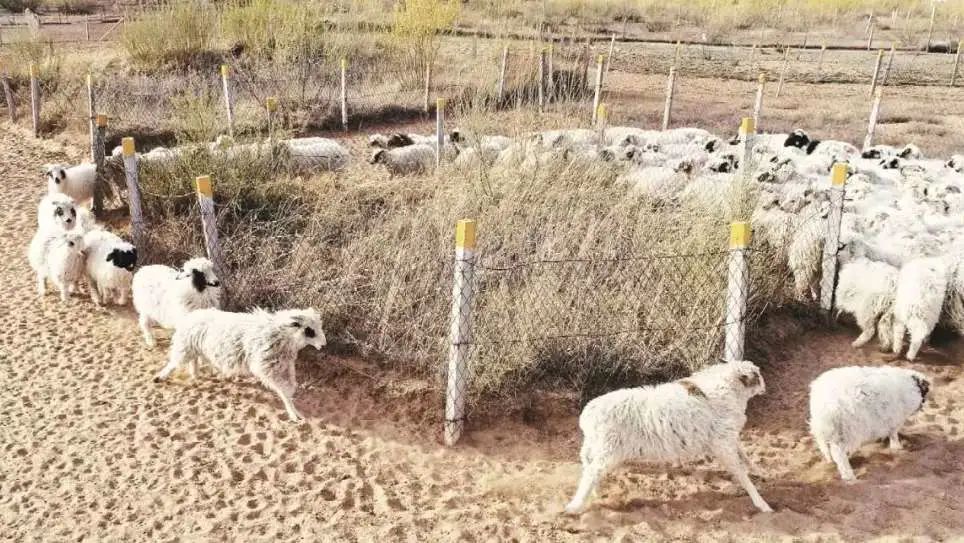 宁夏的羊肉全国最好吃,宁夏的羊肉怎么样