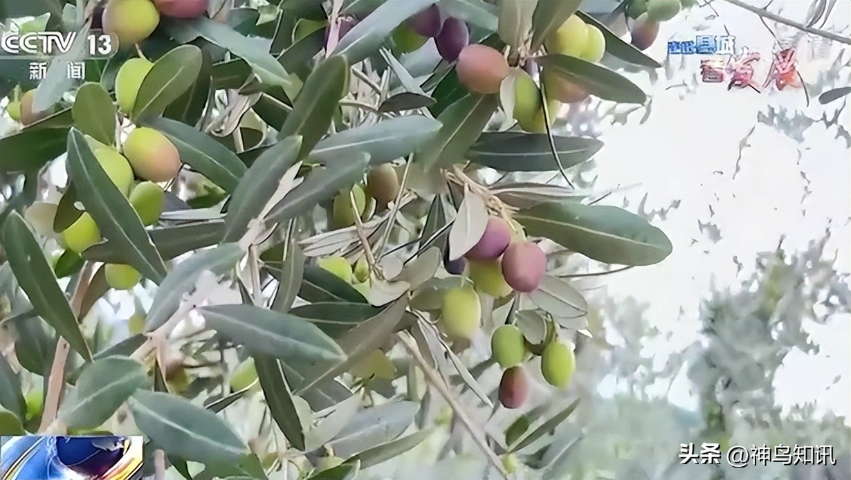 央视走进诸城看发展,央视走进县城看发展全集
