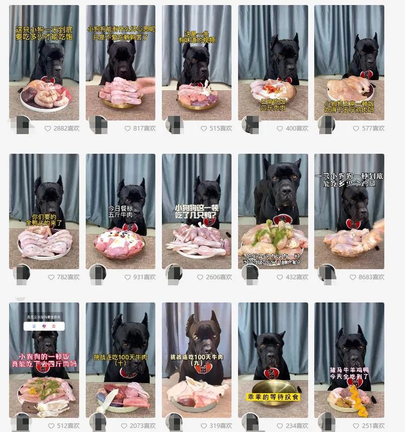 网红女主播吃大白鲨调查后续,网红被爆料吃大白鲨