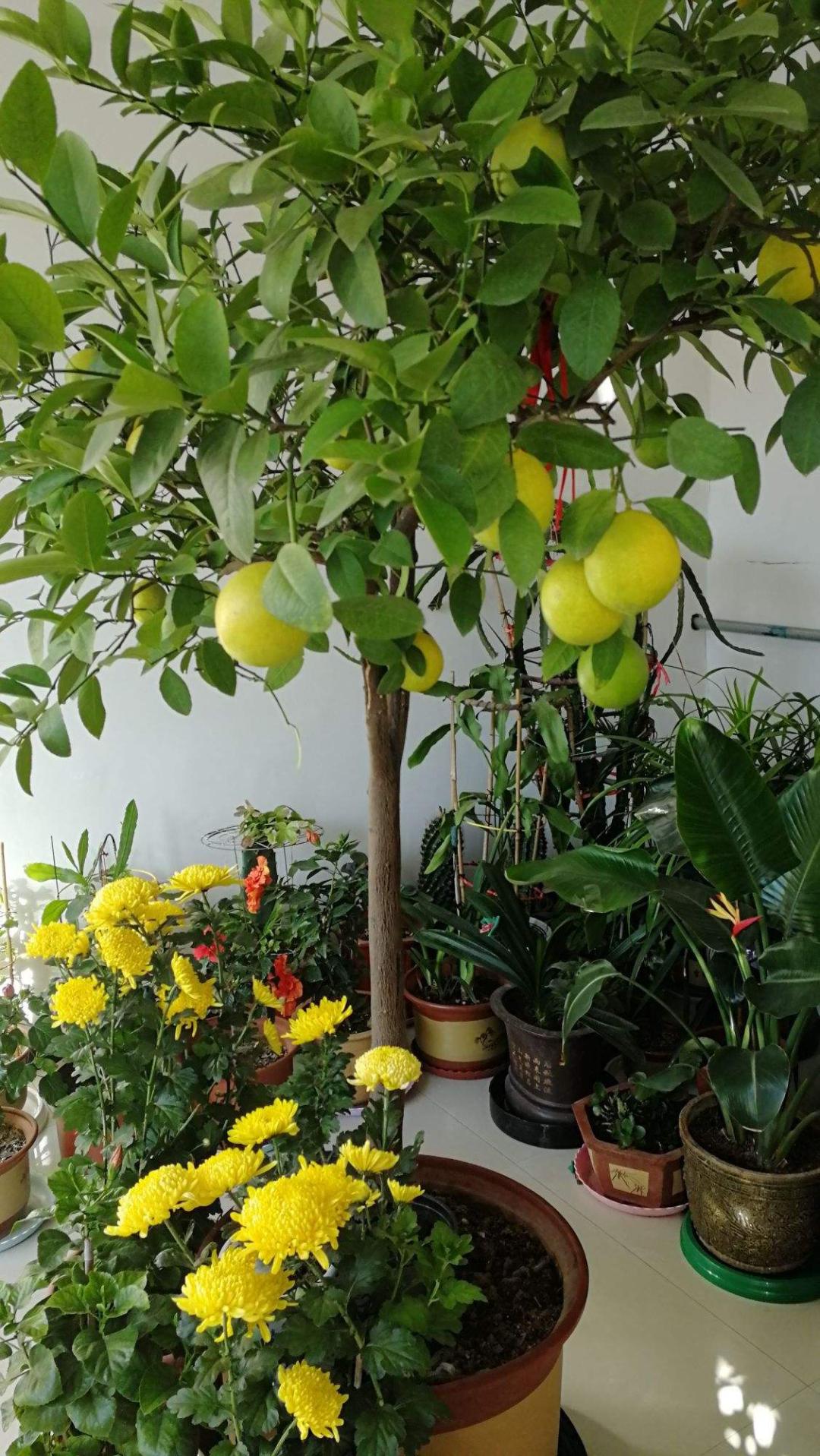 家里好养的绿植最新最流行的,家里好养的绿植推荐