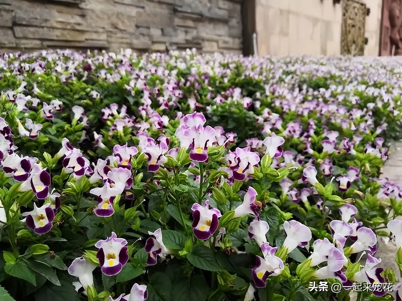 最适合新手养的4种花漂亮极了,新手适合养的10种花花期长
