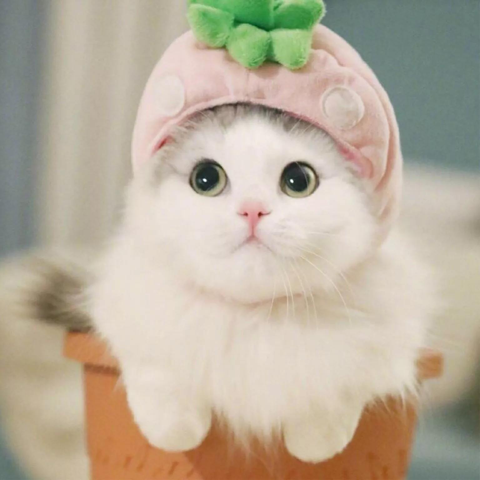 迪士尼可爱动物壁纸动态,可爱动物手机壁纸超清全面屏