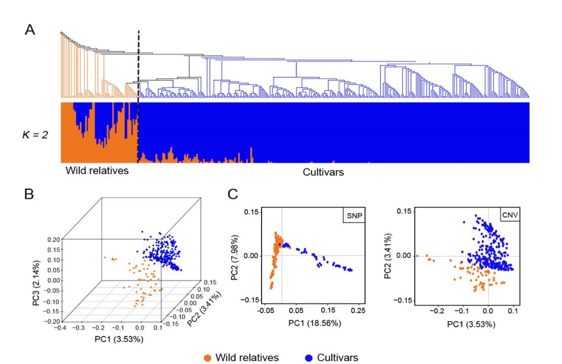 对不同苹果种群，进行拷贝数变异综合分析，CNVs综合图谱有何特点