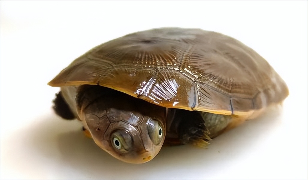 沼泽侧颈龟老是欺负别的龟,沼泽侧颈龟咬乌龟