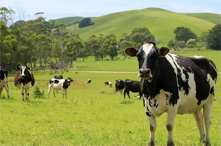 最好喝牛奶排名最新前十名,中国最好喝的牛奶在哪里