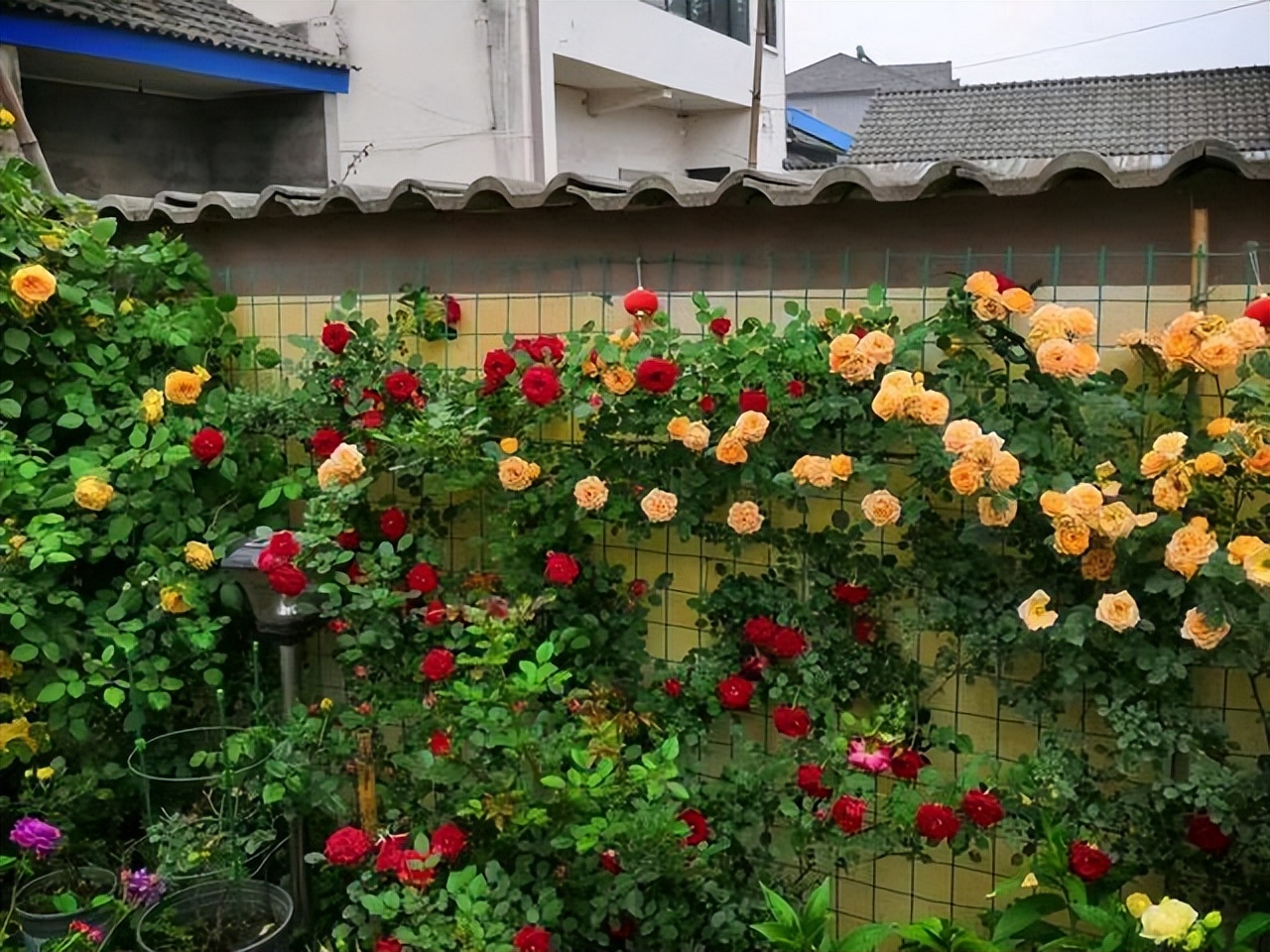 命苦不苦就看五十五什么意思,老年苦不苦就看六十五什么意思