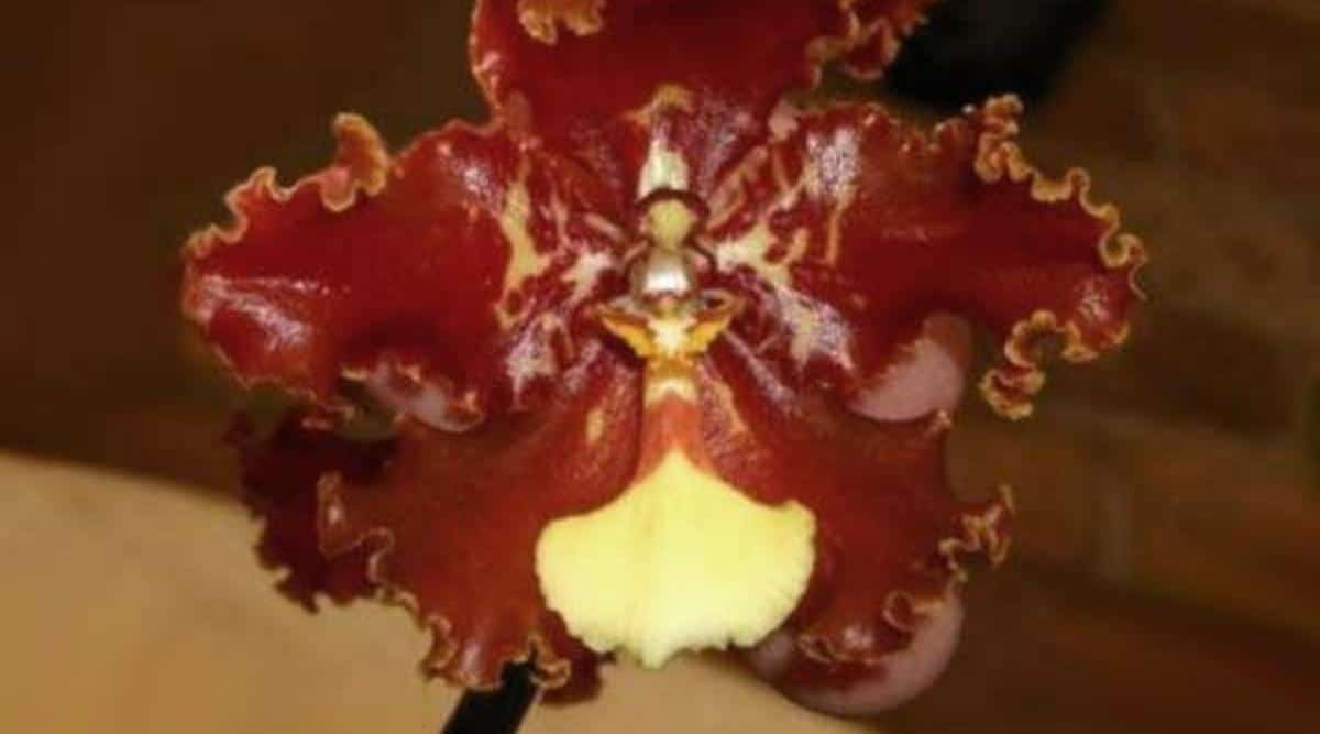 香味最浓的热带兰花品种,香味最浓的热带兰花品种排名