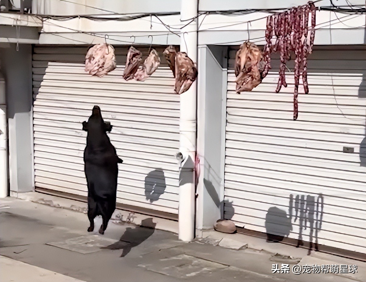 狗狗看见晒的腊肉香肠馋得直跳脚,狗子眼红主人吃肉
