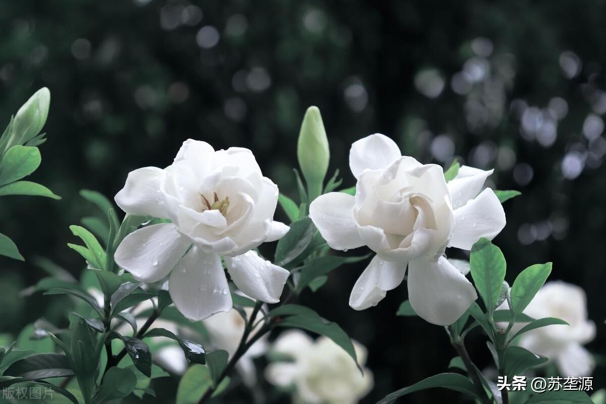 花的故事：一个明末时期，关于栀子花的故事