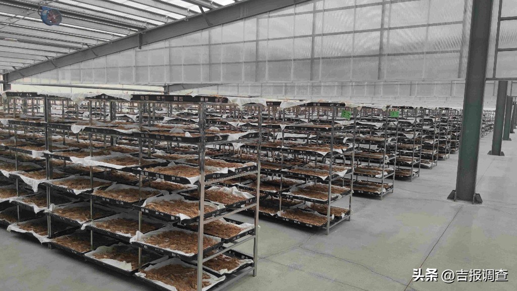 “东北小江南”绽放幸福之花！集安市建设边兴民富的美丽家园