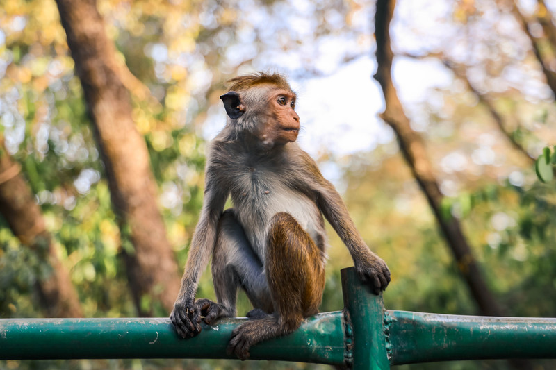 斯里兰卡旅游攻略必去景点,斯里兰卡旅游攻略最佳时间