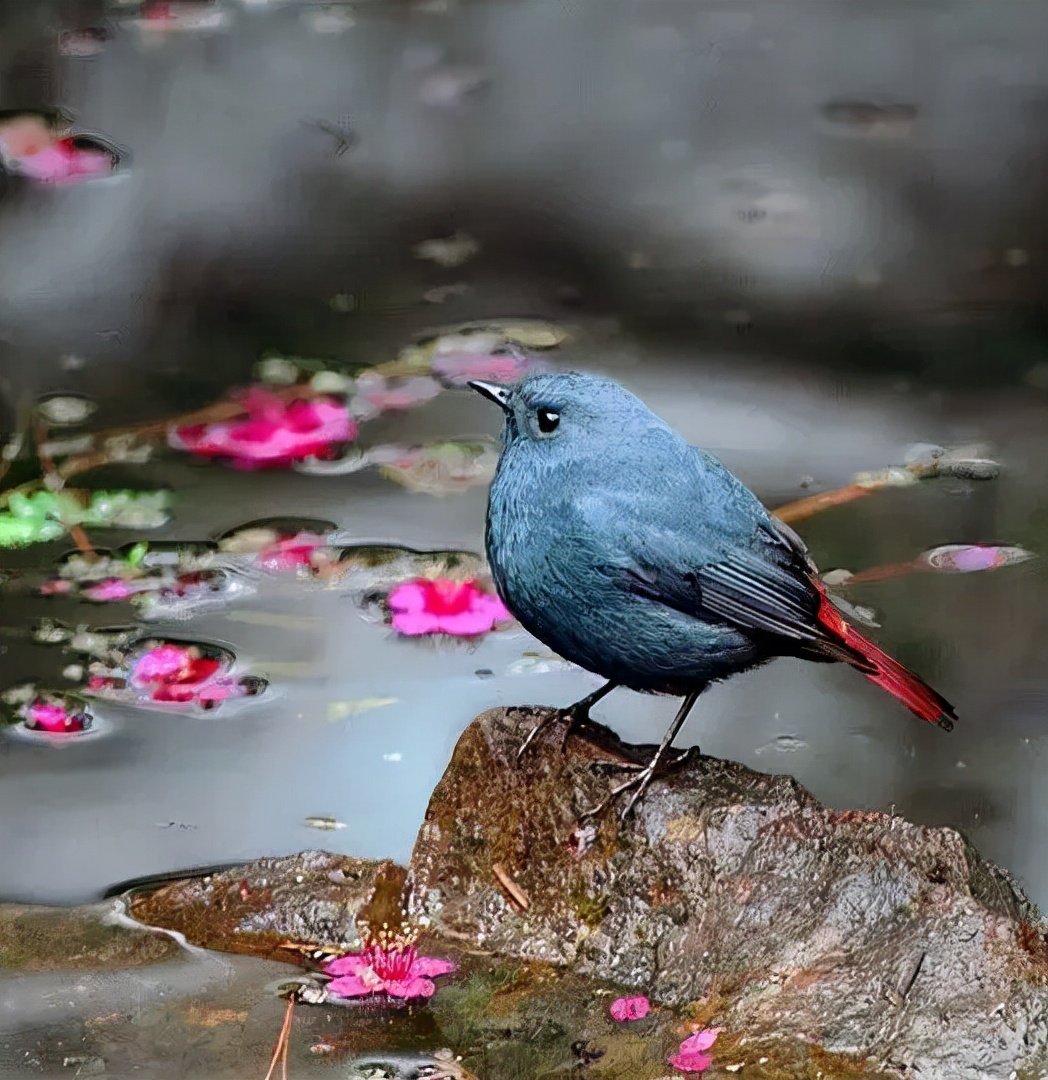 羽色最绚丽的鸟图片,鸟类雨后飞翔照片