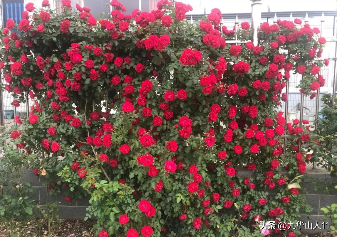 藤本月季品种列表,大红色藤本月季哪个品种好