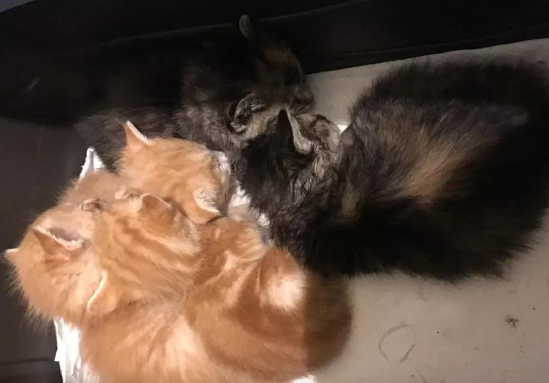 玳瑁阴阳脸猫,阴阳脸玳瑁小猫