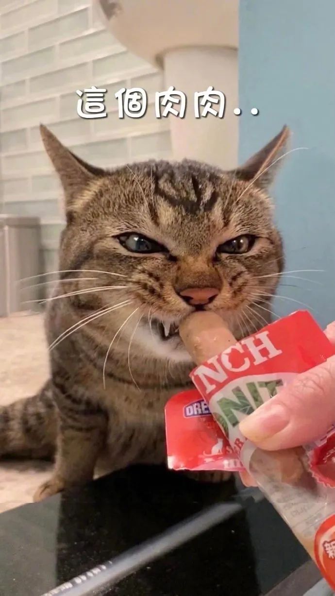 猫咪挑食只需一招,猫咪讨食小技巧