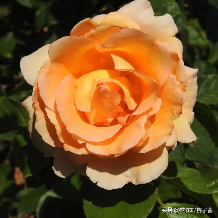 2019月季新品种金奖,超新品月季有哪些品种