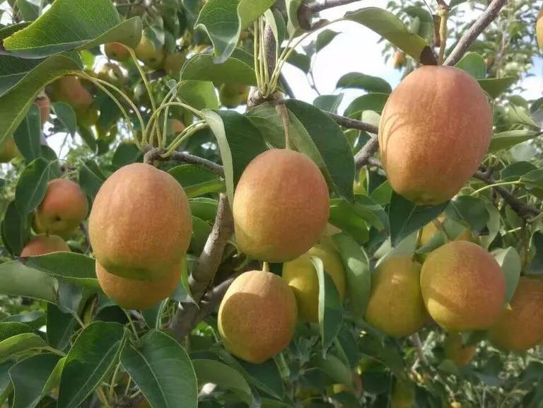 库尔勒香梨潼关肉夹馍,库尔勒香梨协会维权事件