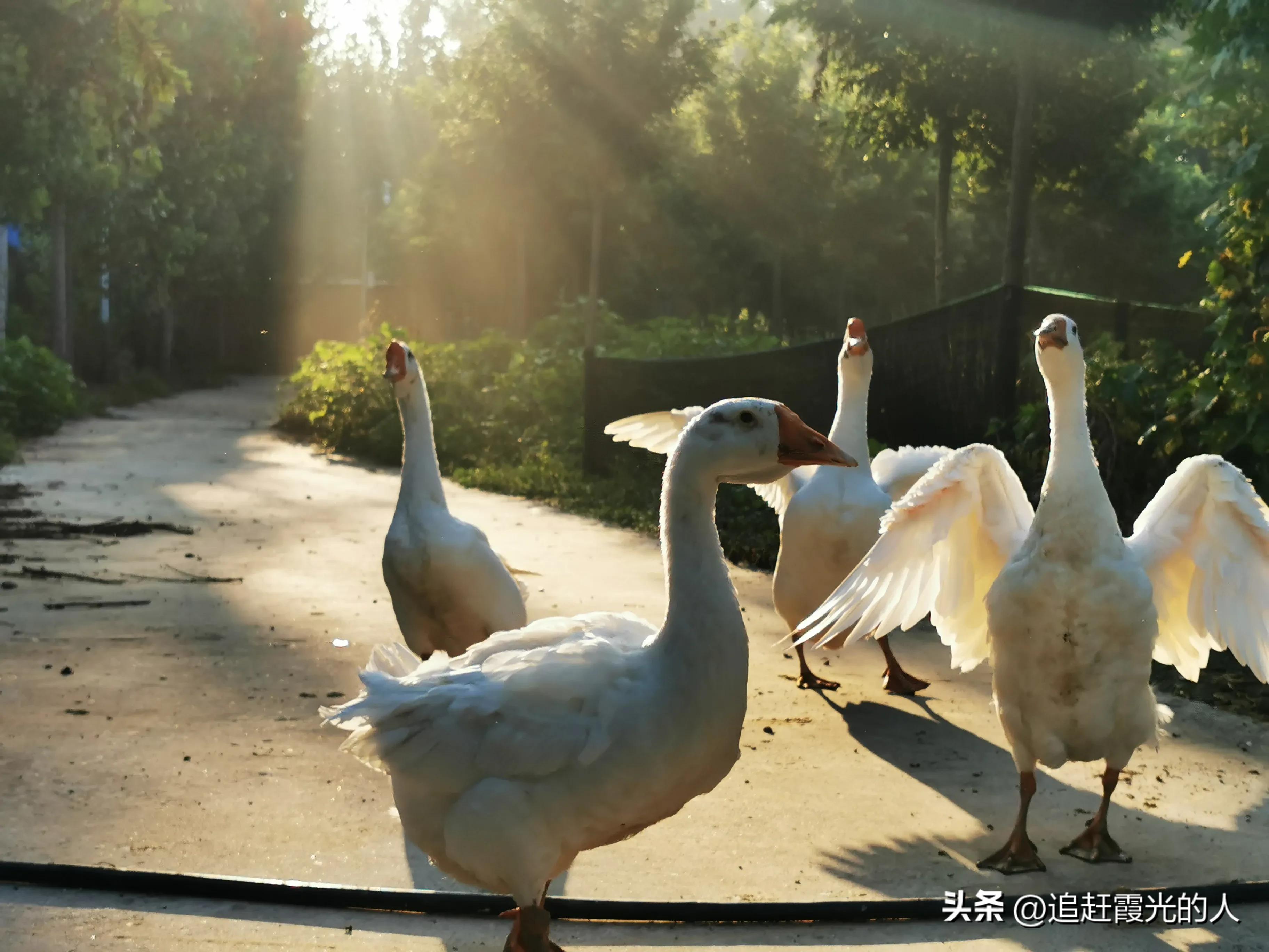 在哪里能租到北京的农家小院,北京哪里可以租农村小院