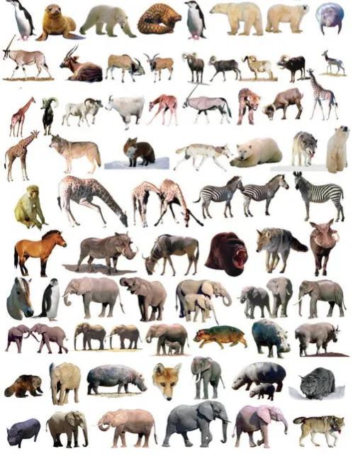 自然界里动物受伤怎样自己治病,动物生病了图片大全