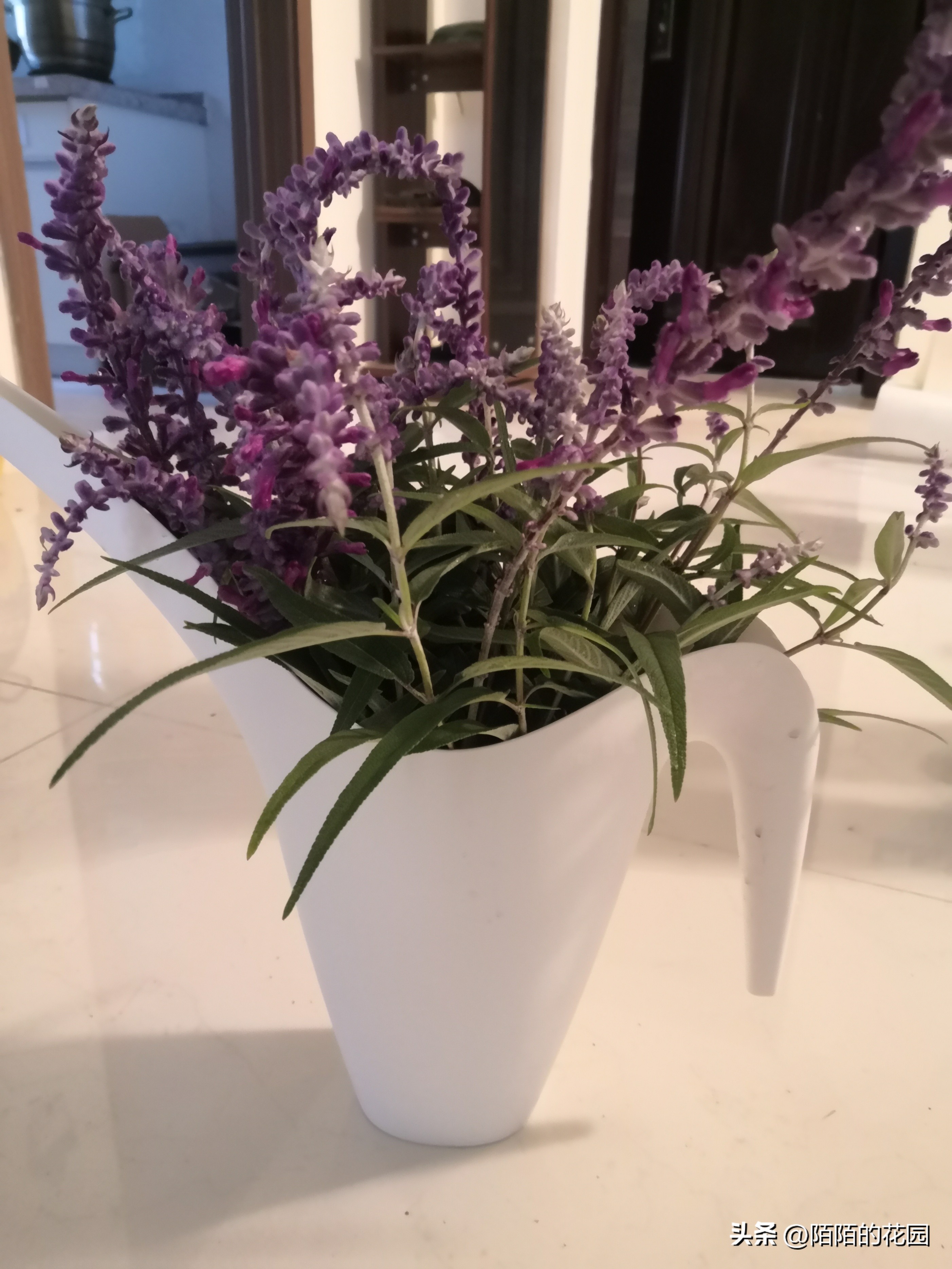 春节开花的庭院花卉,适合四季开花的庭院花卉