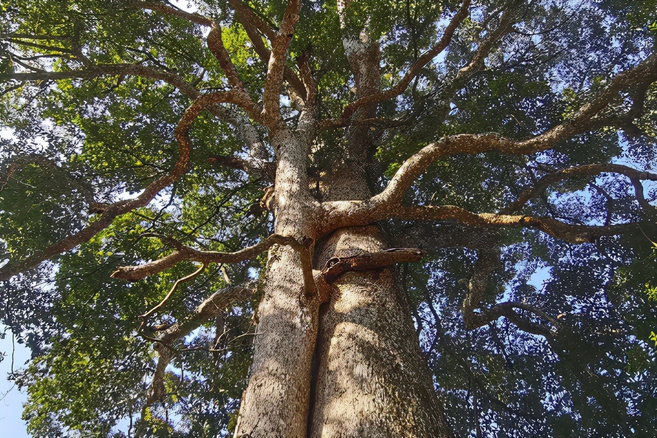 贵州金丝楠木古树1000年的,真正的正宗金丝楠木大树
