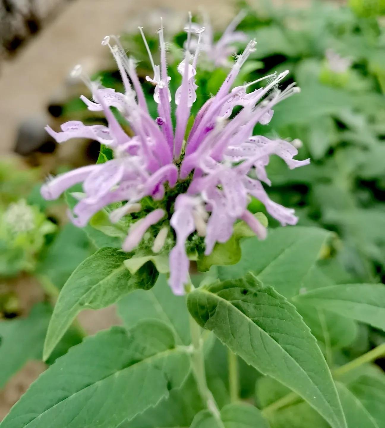 我的花草日记——顶着烈日开放的美国薄荷,坚守着一份清凉舒爽