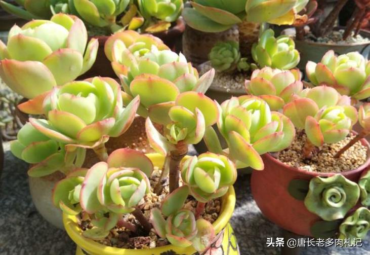 碧桃多肉怎么服盆,碧桃多肉耐不耐冻