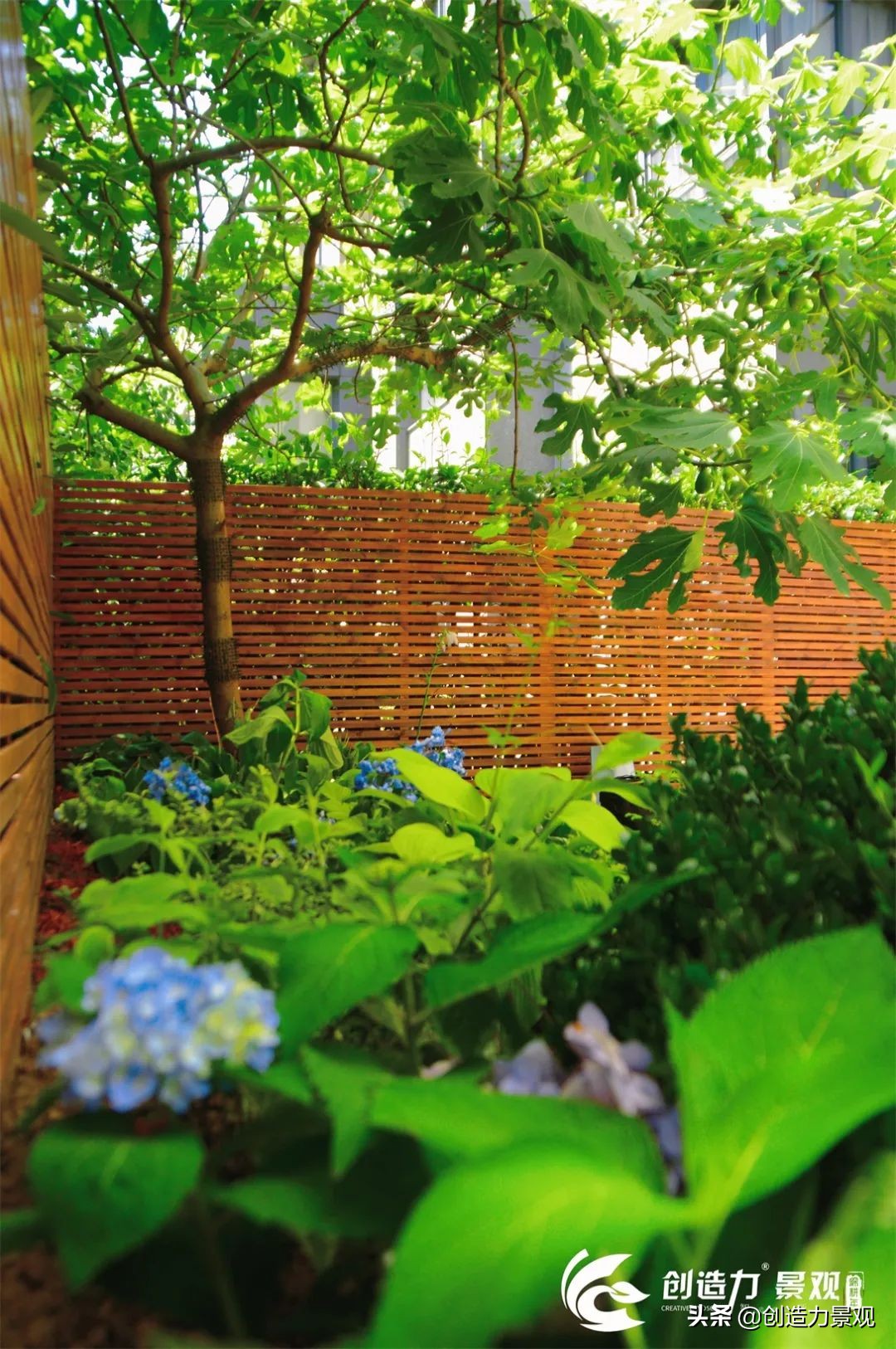 一花一草一世界原创花草,一花一草一世界赏花享受最好时光