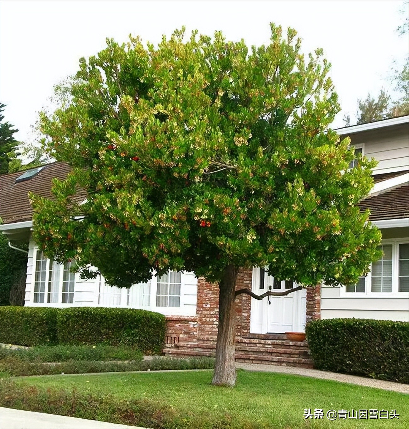 种植草莓一亩地能挣多少钱,草莓树种植地区
