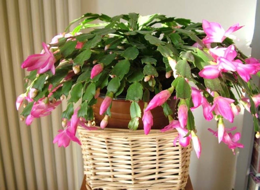 适合室内养的花卉净化空气图片,在家养什么花开花香又好看