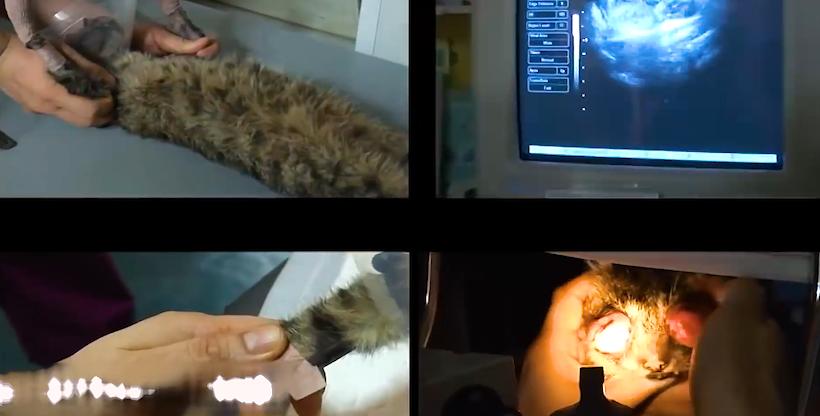 猫咪失明眼球肿大凸出,猫咪失明但眼睛装下了整片星空