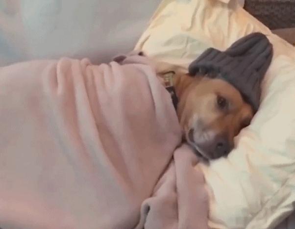 狗狗突发意外,狗狗常见的意外事故及急救方法