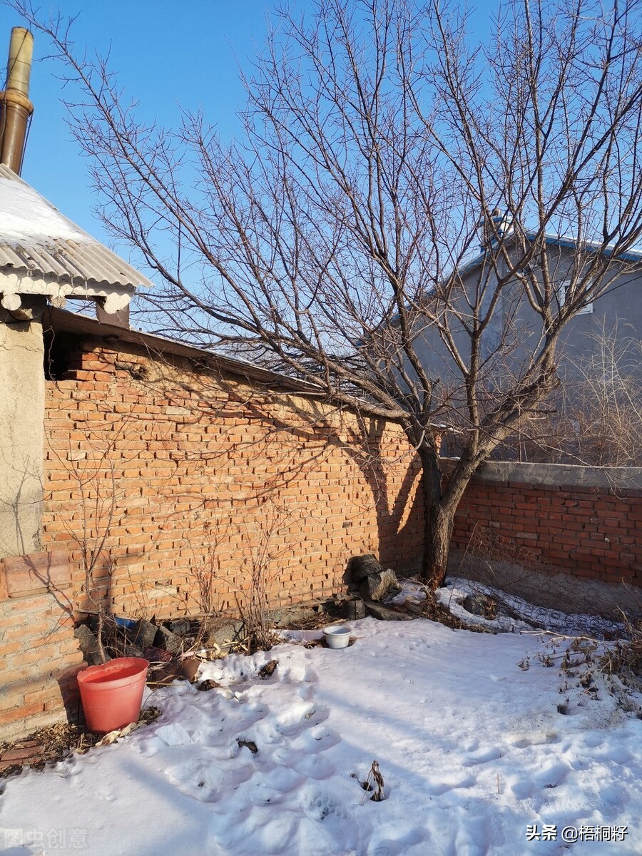 大爷爷和*奶大**奶的一生