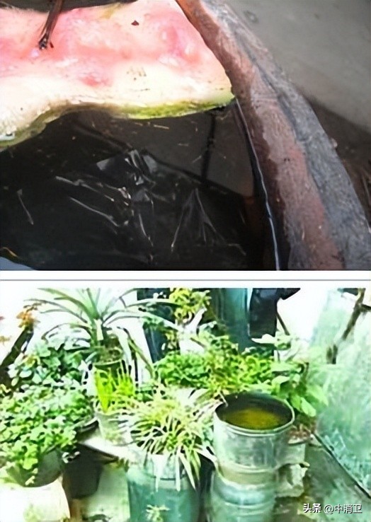 虫害控制的最新标准,虫害控制预防分哪几个阶段