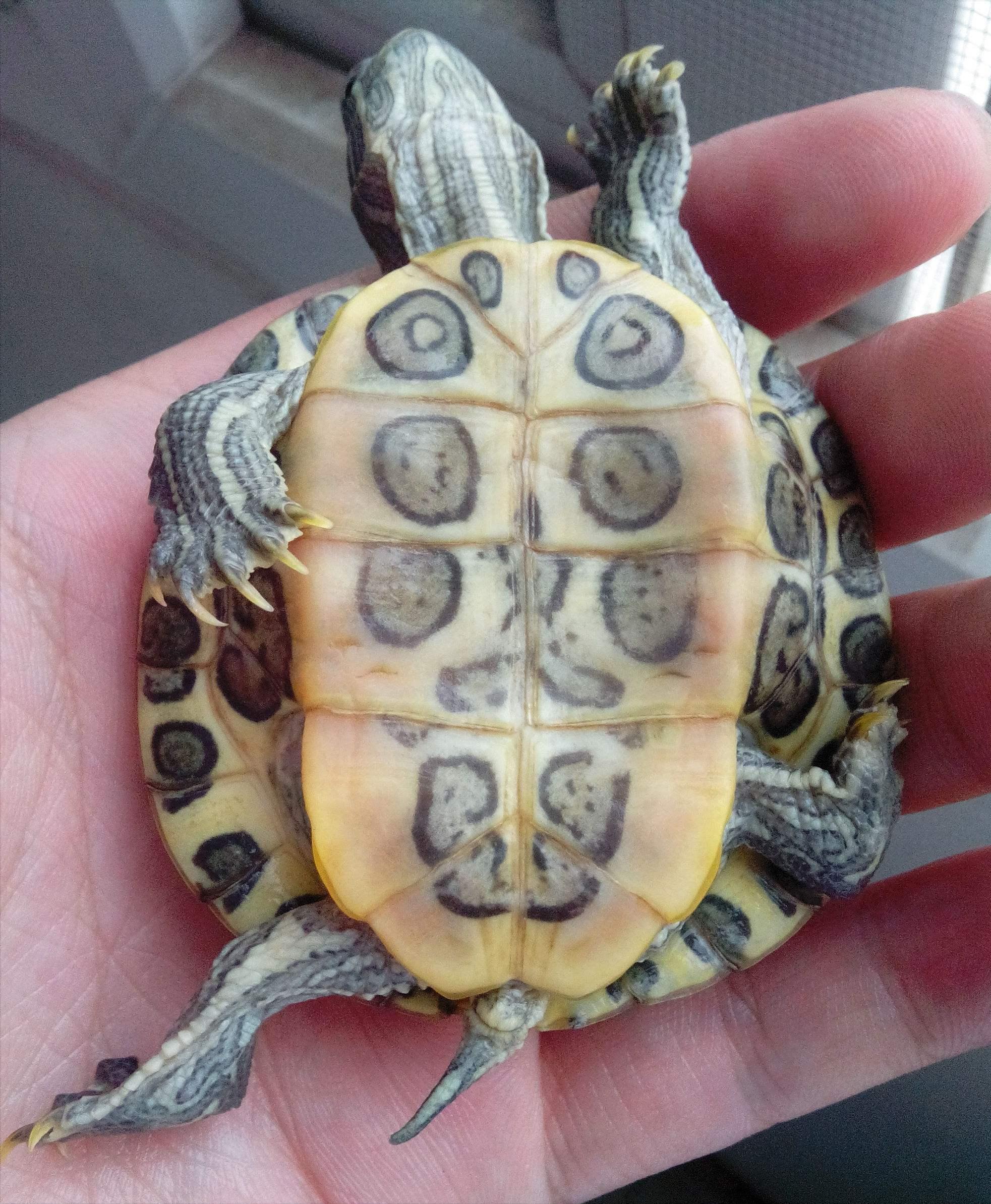 巴西龟是侵略物种吗,巴西龟泛滥成灾的危害