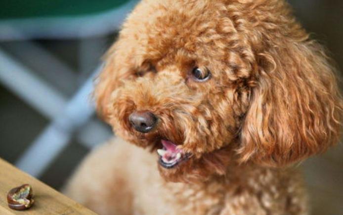 如果泰迪不吃东西怎么办,泰迪不爱吃狗粮了怎么办呢