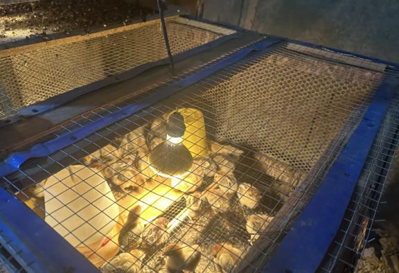 养鸡场数十只小鸡一夜被咬死，凶手竟是老鼠？普通耗子那么厉害？